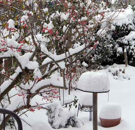 雀と11月の大雪と・・・♪_a0136293_16094219.jpg