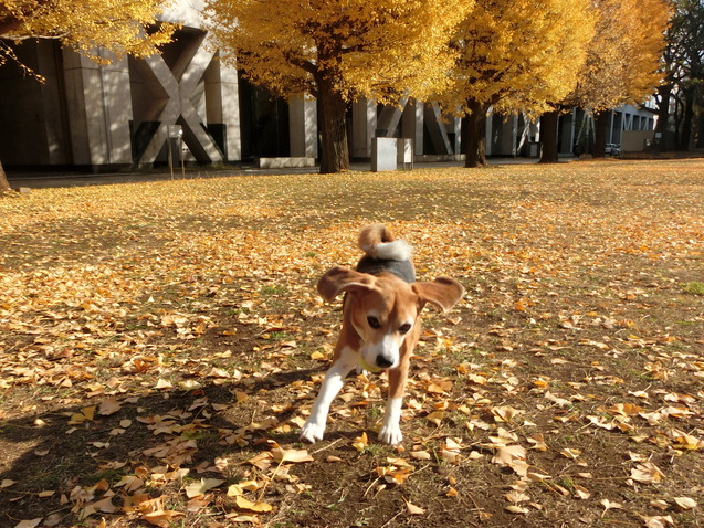 クラウスの犬生の方向性決まる_a0319693_8212443.jpg