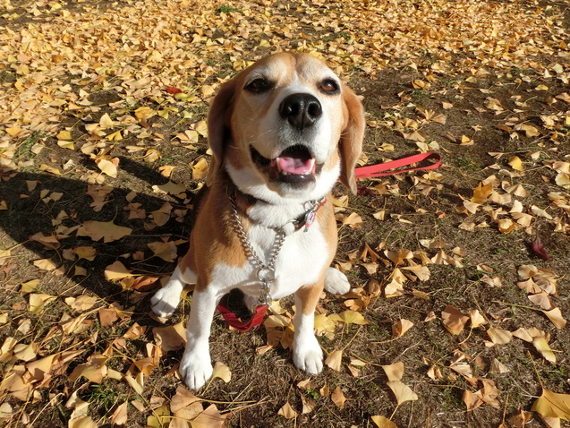 クラウスの犬生の方向性決まる_a0319693_8331279.jpg