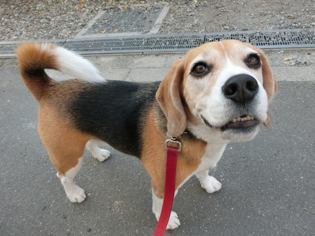 クラウスの犬生の方向性決まる_a0319693_8372445.jpg