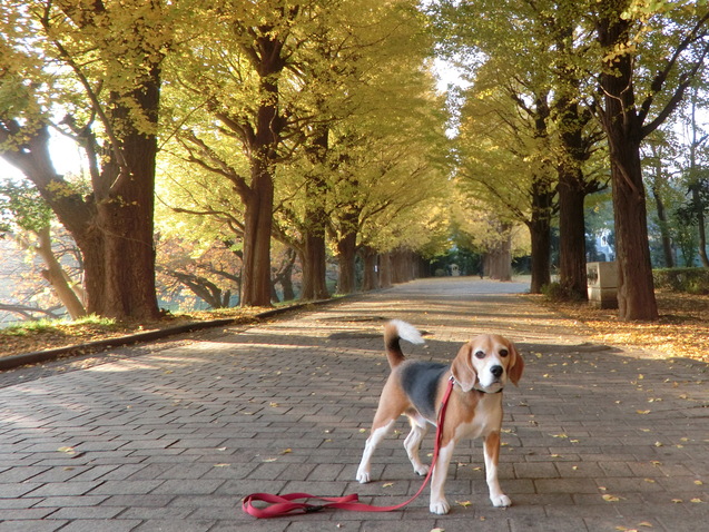 クラウスの犬生の方向性決まる_a0319693_843172.jpg