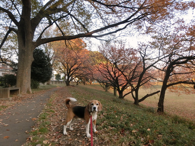 クラウスの犬生の方向性決まる_a0319693_8473979.jpg