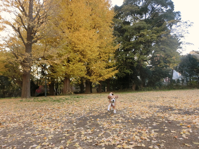 クラウスの犬生の方向性決まる_a0319693_8491081.jpg