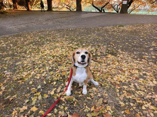 クラウスの犬生の方向性決まる_a0319693_8493913.jpg