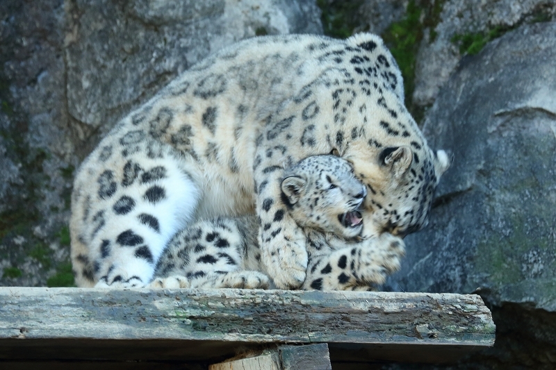 6月2日生まれなので半年のお誕生日。ユキヒョウの短足フクちゃんです