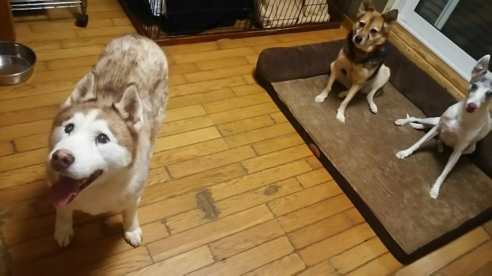 ハスキーはっちゃん来てますょ_f0242002_23493566.jpg
