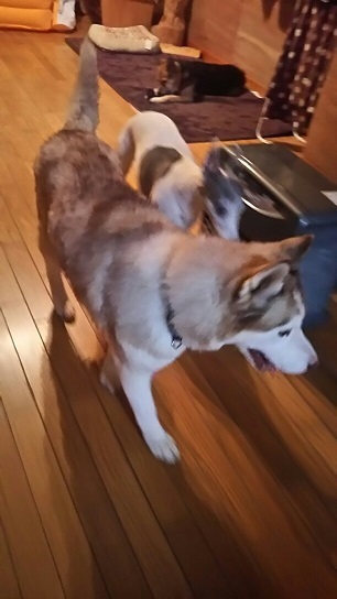 ハスキーはっちゃん来てますょ_f0242002_23500853.jpg