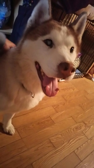 ハスキーはっちゃん来てますょ_f0242002_23503047.jpg