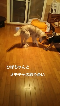 ハスキーはっちゃん来てますょ_f0242002_23515987.jpg
