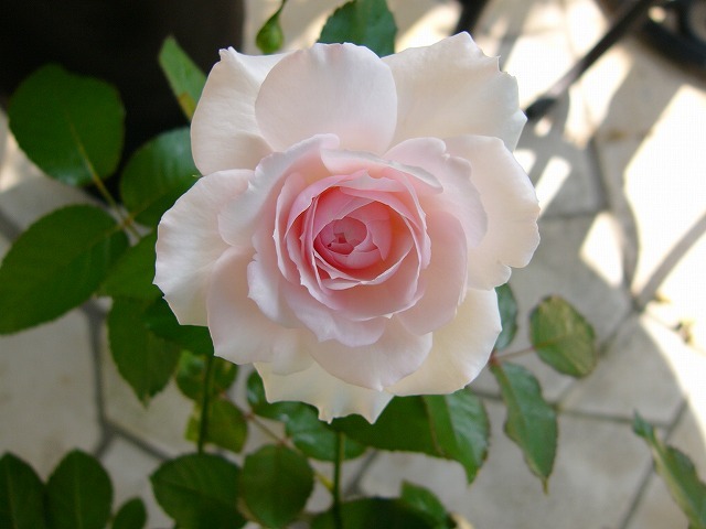 a0123003_16590042.jpg