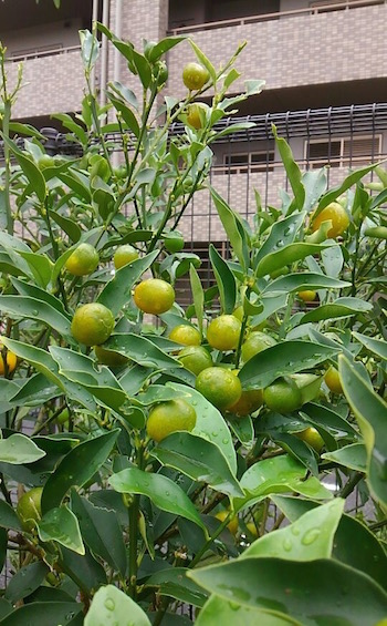f0206605_14302950.jpg