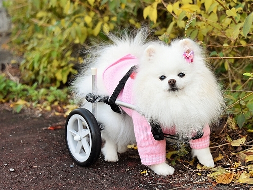車椅子×ポメラニアン_d0360206_23140605.jpg