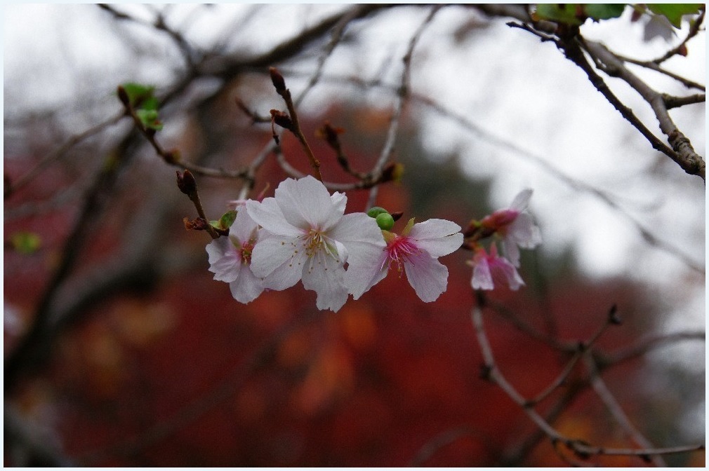 10月桜と・・・_c0352813_13143491.jpg