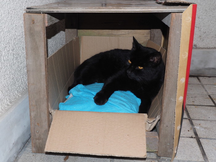 猫小屋のくうちゃん_c0116915_00095364.jpg