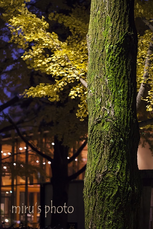 c0037519_14191790.jpg