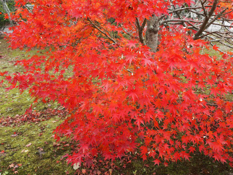 大山寺-1_e0255927_15063912.jpg