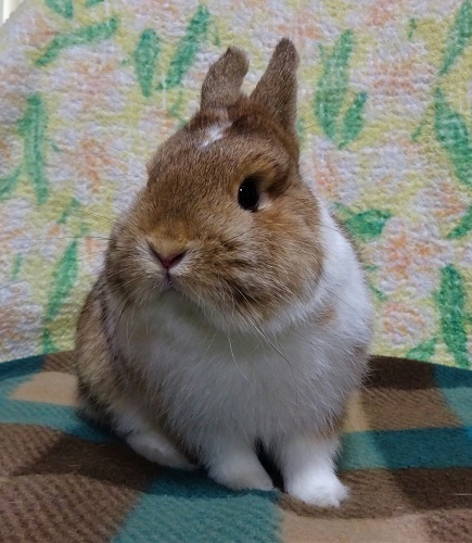 ショータイプのうさぎとは_b0119429_15151465.jpg