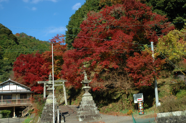 白馬渓の紅葉＆臼杵城址公園の公孫樹!_e0272335_21303584.jpg