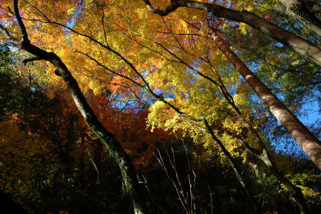 白馬渓の紅葉＆臼杵城址公園の公孫樹!_e0272335_21411152.jpg