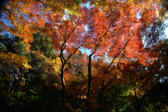 白馬渓の紅葉＆臼杵城址公園の公孫樹!_e0272335_2142507.jpg