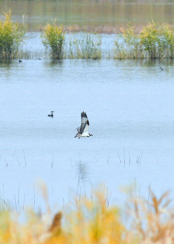 d0290240_15200448.gif