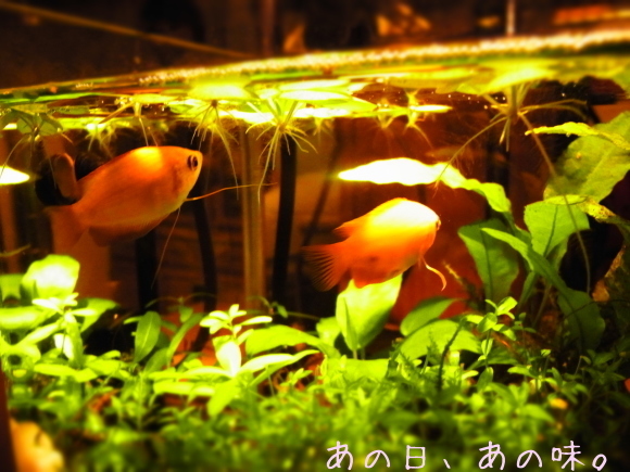 a0305046_09442112.jpg