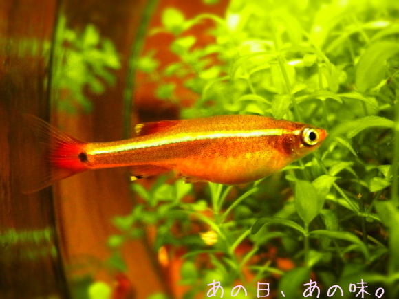 a0305046_09443204.jpg