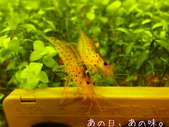 a0305046_09444520.jpg