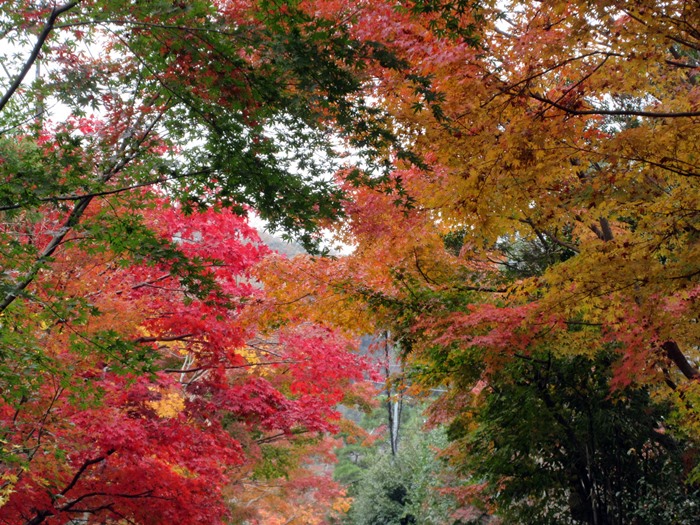 【鎌倉】海蔵寺への道のり【紅葉】_b0009849_2050285.jpg