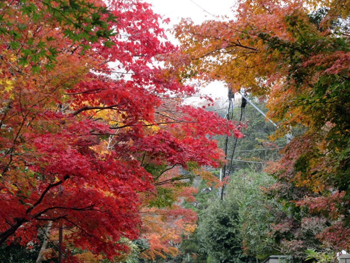 【鎌倉】海蔵寺への道のり【紅葉】_b0009849_20551368.jpg