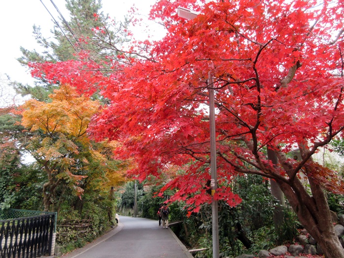 【鎌倉】海蔵寺への道のり【紅葉】_b0009849_20562562.jpg