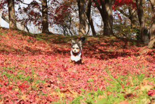 c0145250_10101001.gif