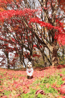c0145250_10101828.gif