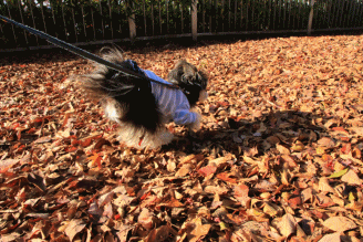 c0145250_10222984.gif