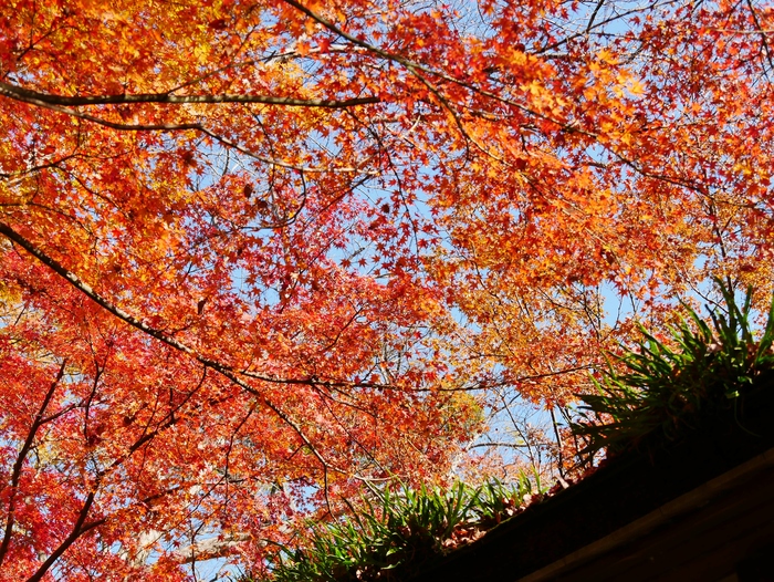 　　和歌山城 紅葉渓庭園　　　２０１７-１２-０６　００：００_b0093754_23101473.jpg