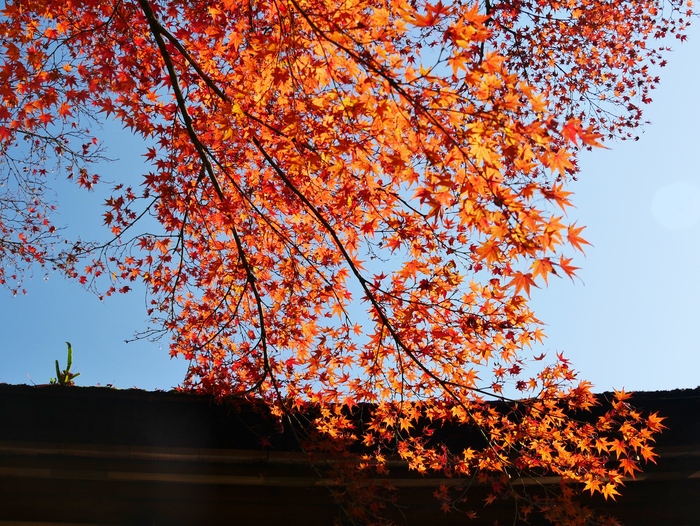 　　和歌山城 紅葉渓庭園　　　２０１７-１２-０６　００：００_b0093754_23102938.jpg