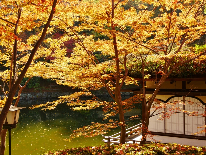 　　和歌山城 紅葉渓庭園　　　２０１７-１２-０６　００：００_b0093754_2392751.jpg