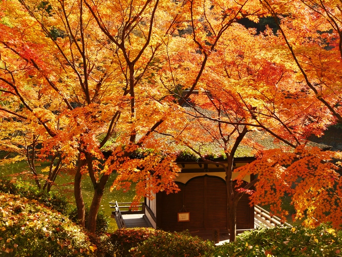 　　和歌山城 紅葉渓庭園　　　２０１７-１２-０６　００：００_b0093754_2395972.jpg