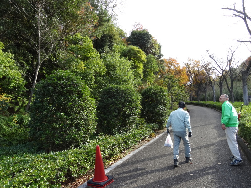 泉南メモリアルパークにササユリを植え付けた_c0108460_17102458.jpg