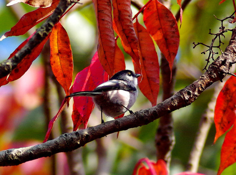 紅葉とルリビタキ　エナガ_f0215767_6264861.jpg