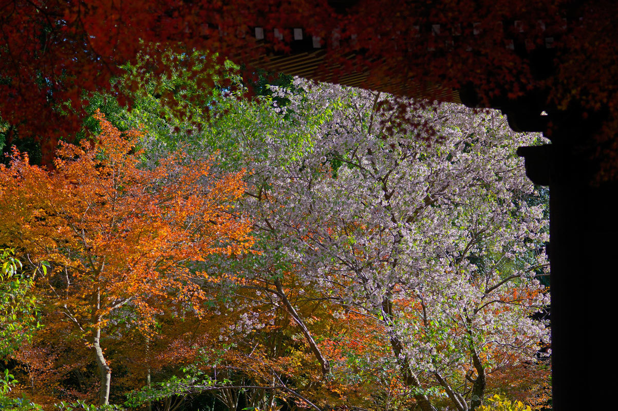 紅葉とヒマラヤ桜 in 普門寺_c0232370_23091564.jpg