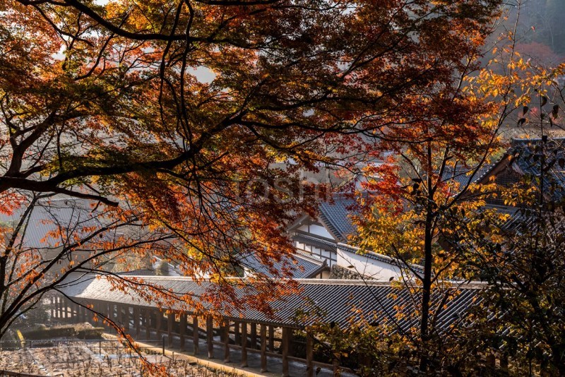 やはり行きました　長谷寺_c0350572_14332855.jpg