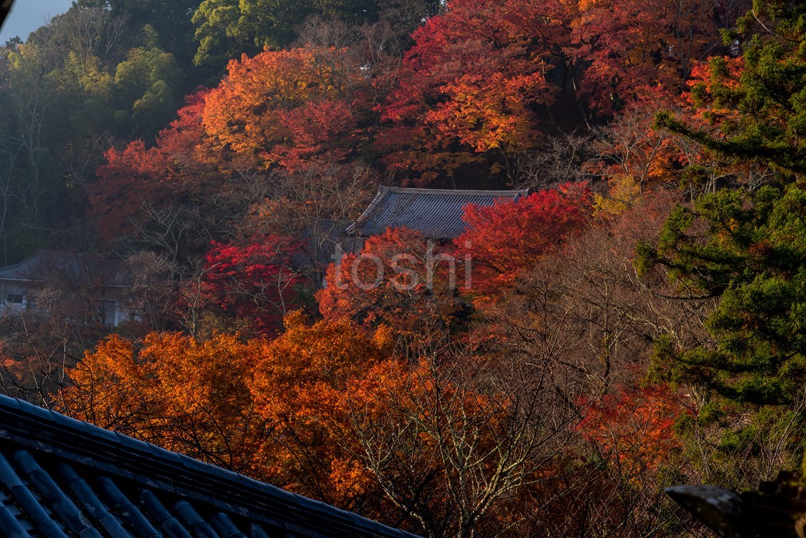 やはり行きました　長谷寺_c0350572_14334432.jpg