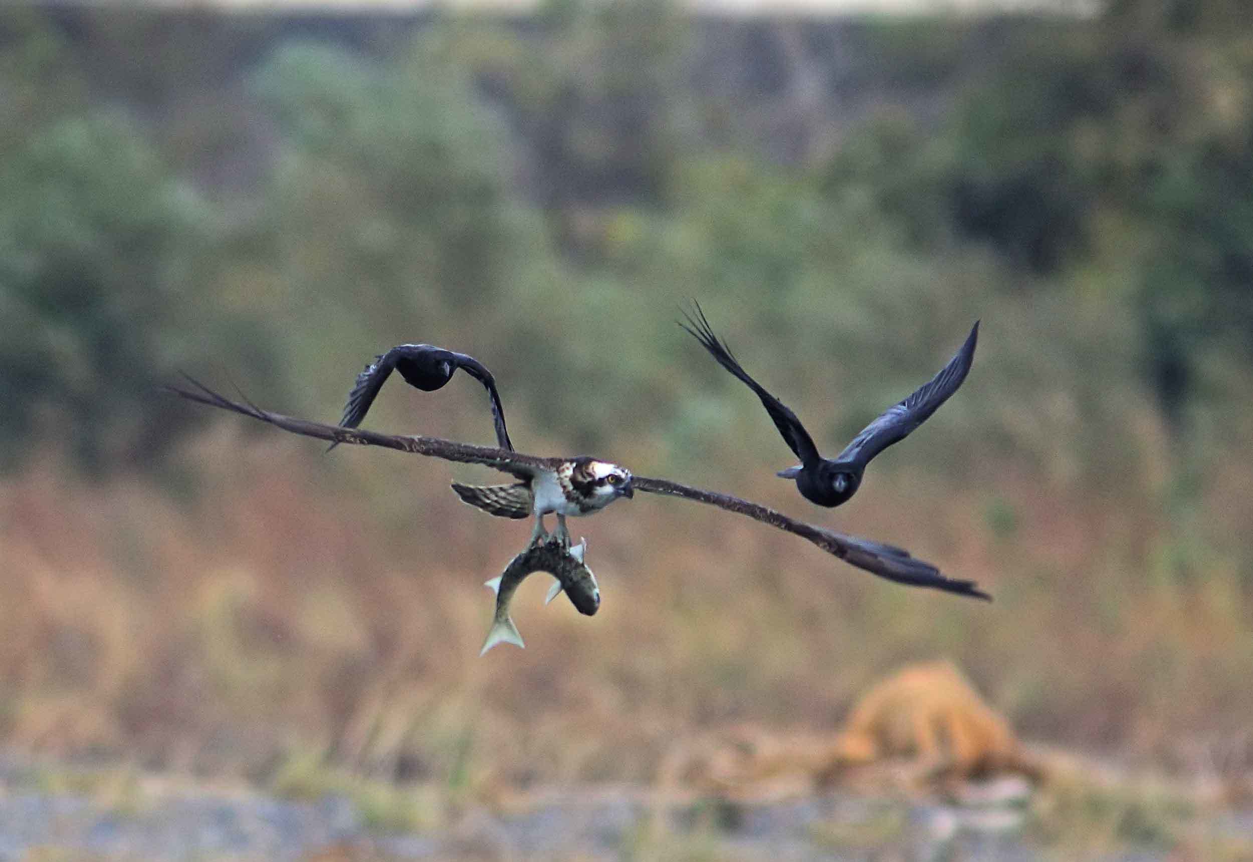 2017年　12月　　野鳥_c0176183_18204142.jpg