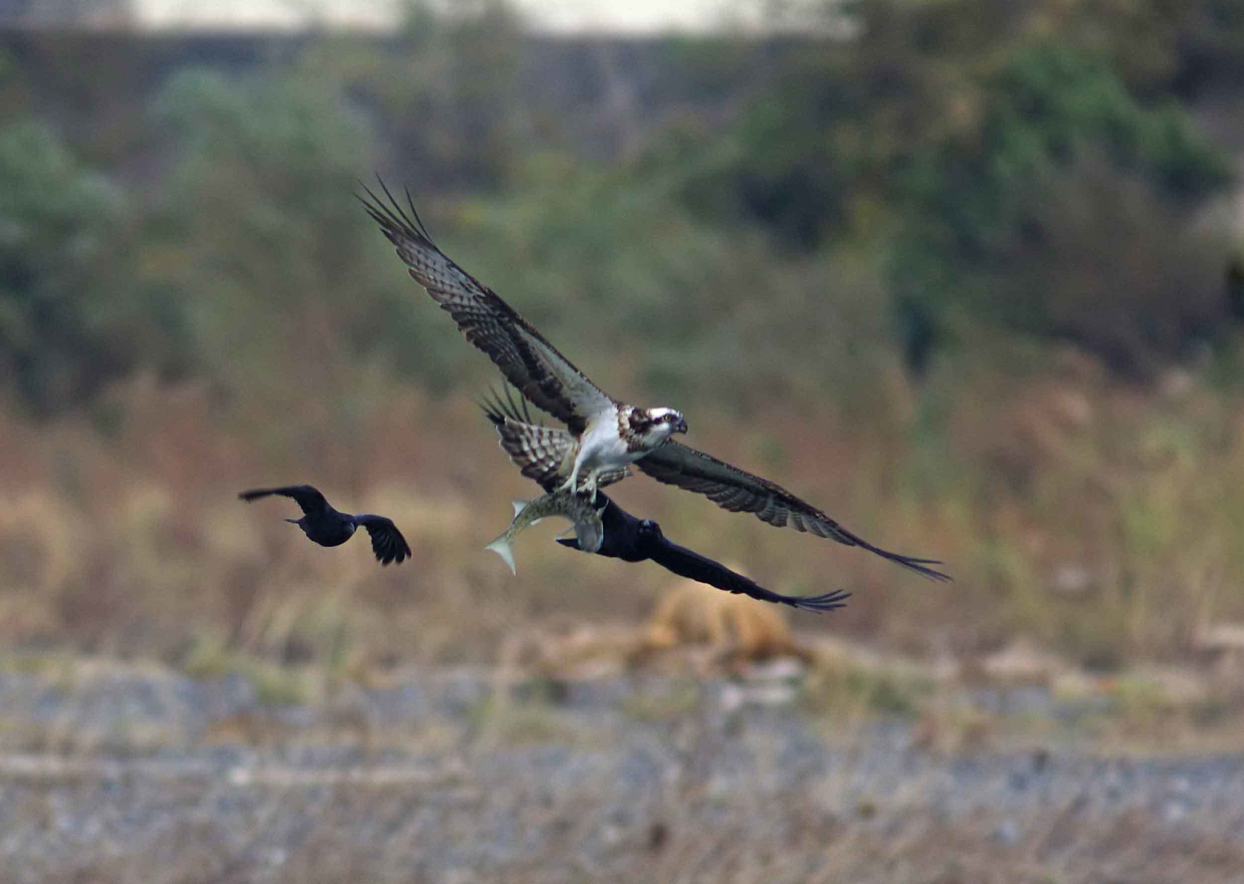 2017年　12月　　野鳥_c0176183_18214476.jpg