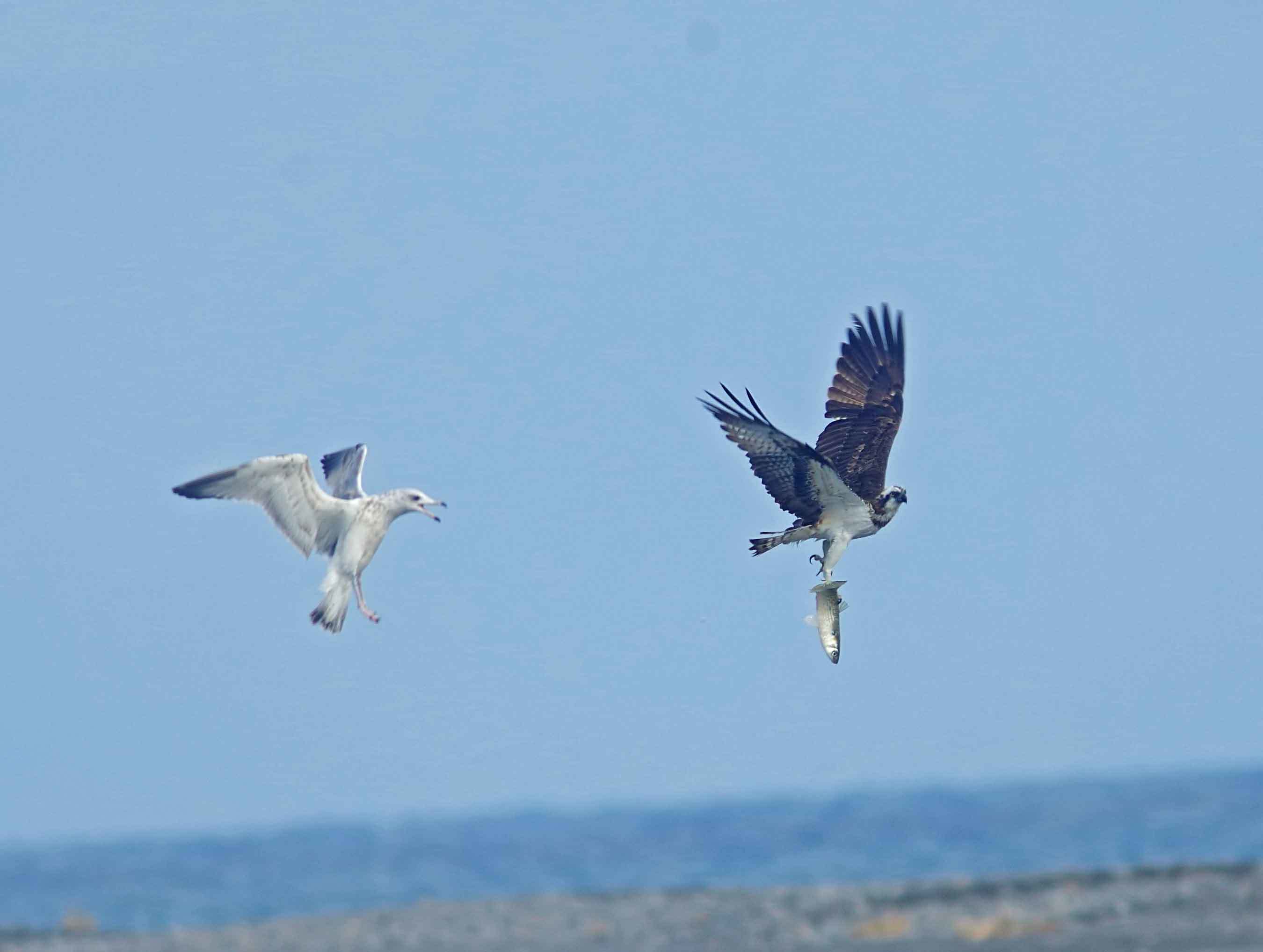 2017年　12月　　野鳥_c0176183_18222814.jpg