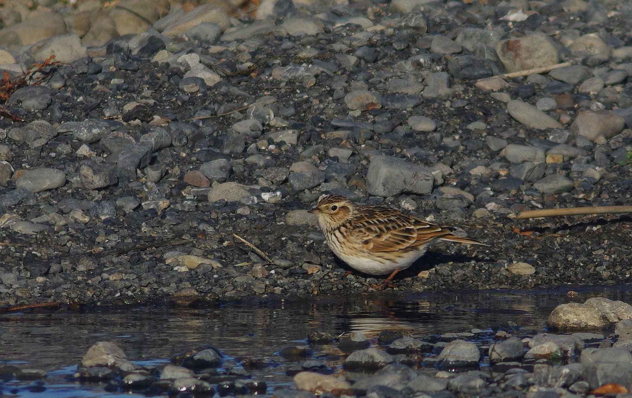 2017年　12月　　野鳥_c0176183_18233042.jpg