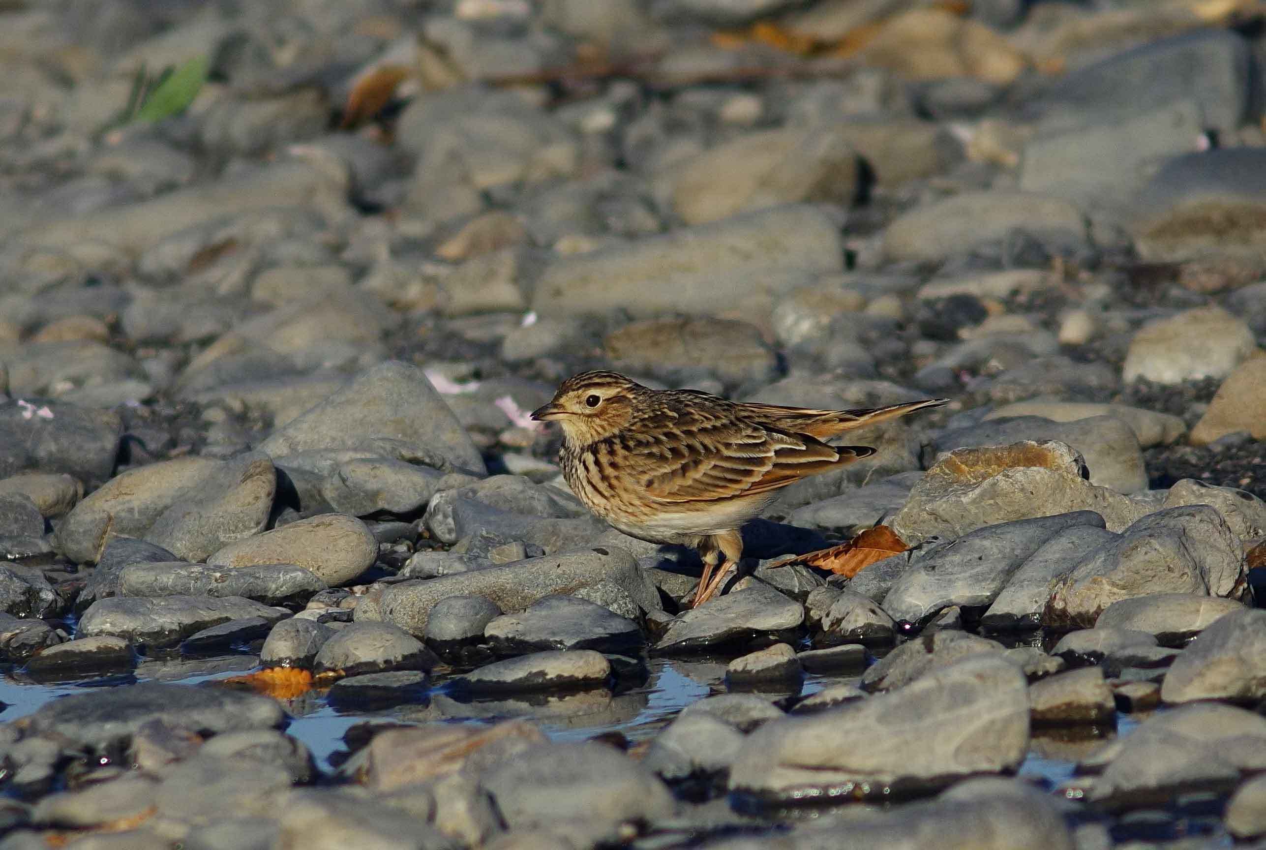 2017年　12月　　野鳥_c0176183_18234970.jpg