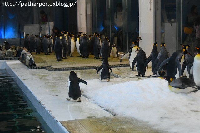 ２０１７年１１月　白浜パンダ見隊　その４　ペンギンｓ_a0052986_2322970.jpg