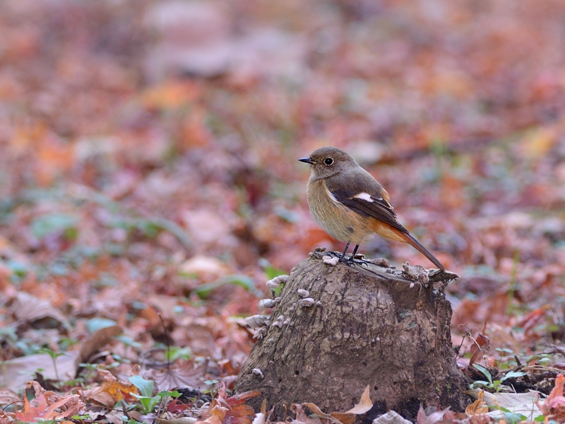 カエデの紅葉とジョウビタキ雌_a0204089_6334459.jpg